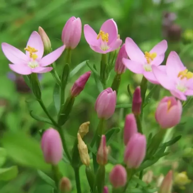 MediGran Centaurium erythraea zaden duizendguldenkruid