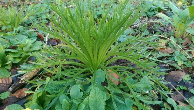 MergenMetz Hertshoornweegbree Plantago coronopus zaden 0,5 gram