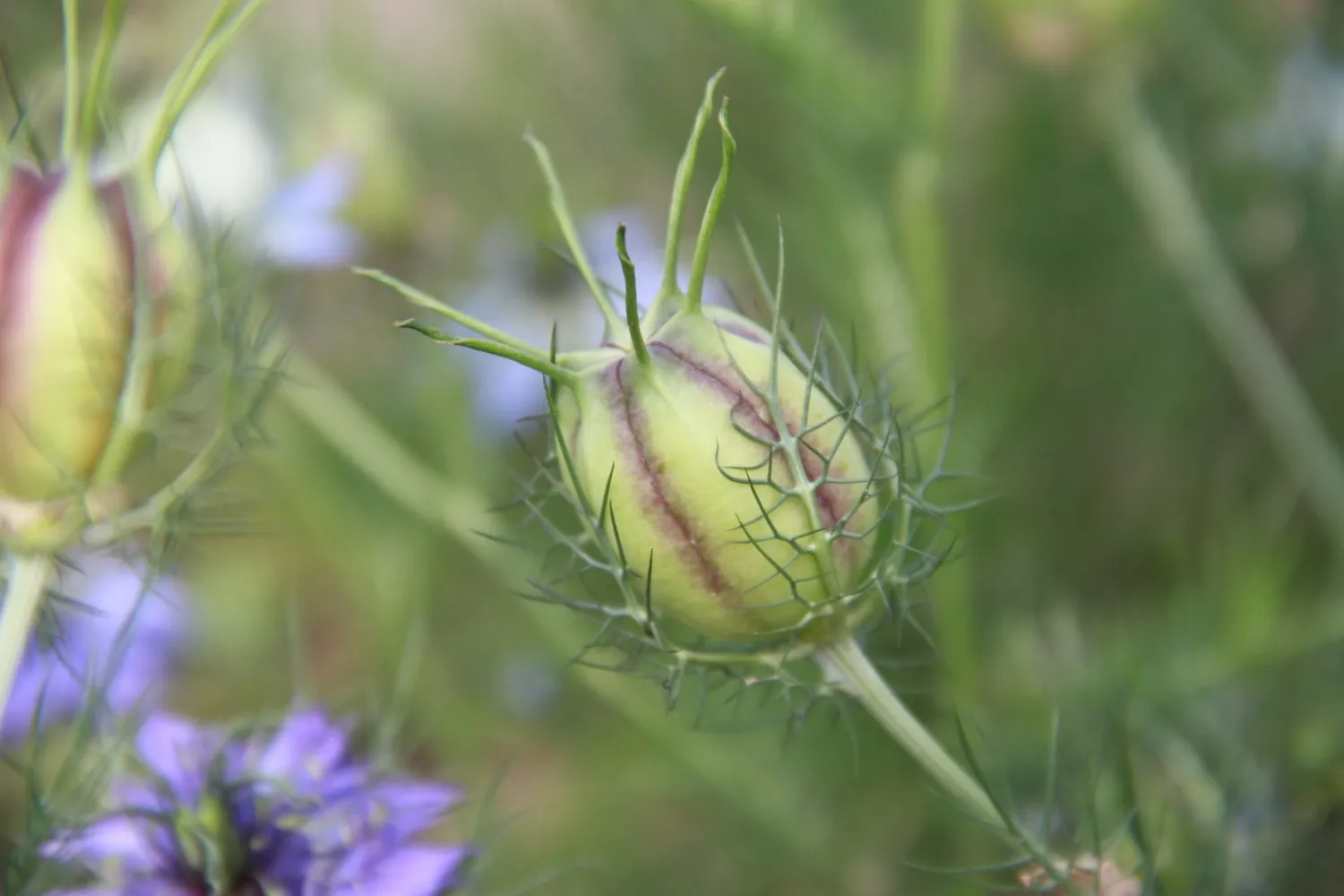Vitale Rassen Juffertje-in-het-groen Blauw zaden