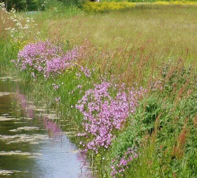 MediGran Graslandflora GN-28 bloemenmengsel vochtige klei