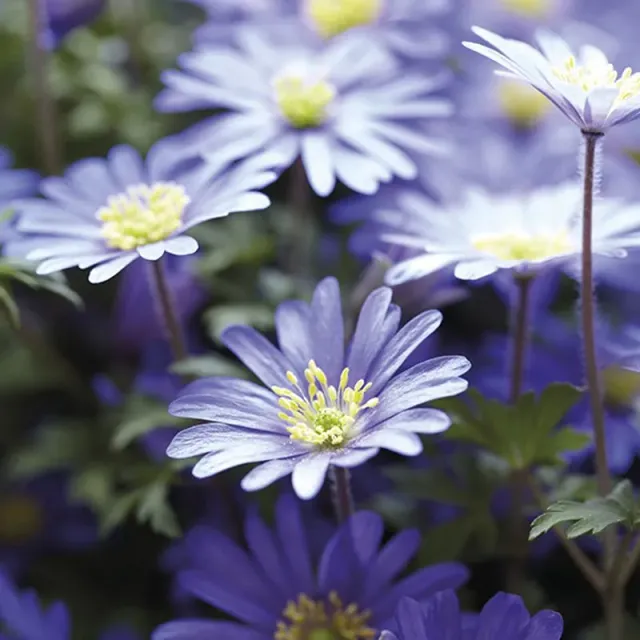World Botanics Anemone blanda Blue bloembollen 20 stuks blauw