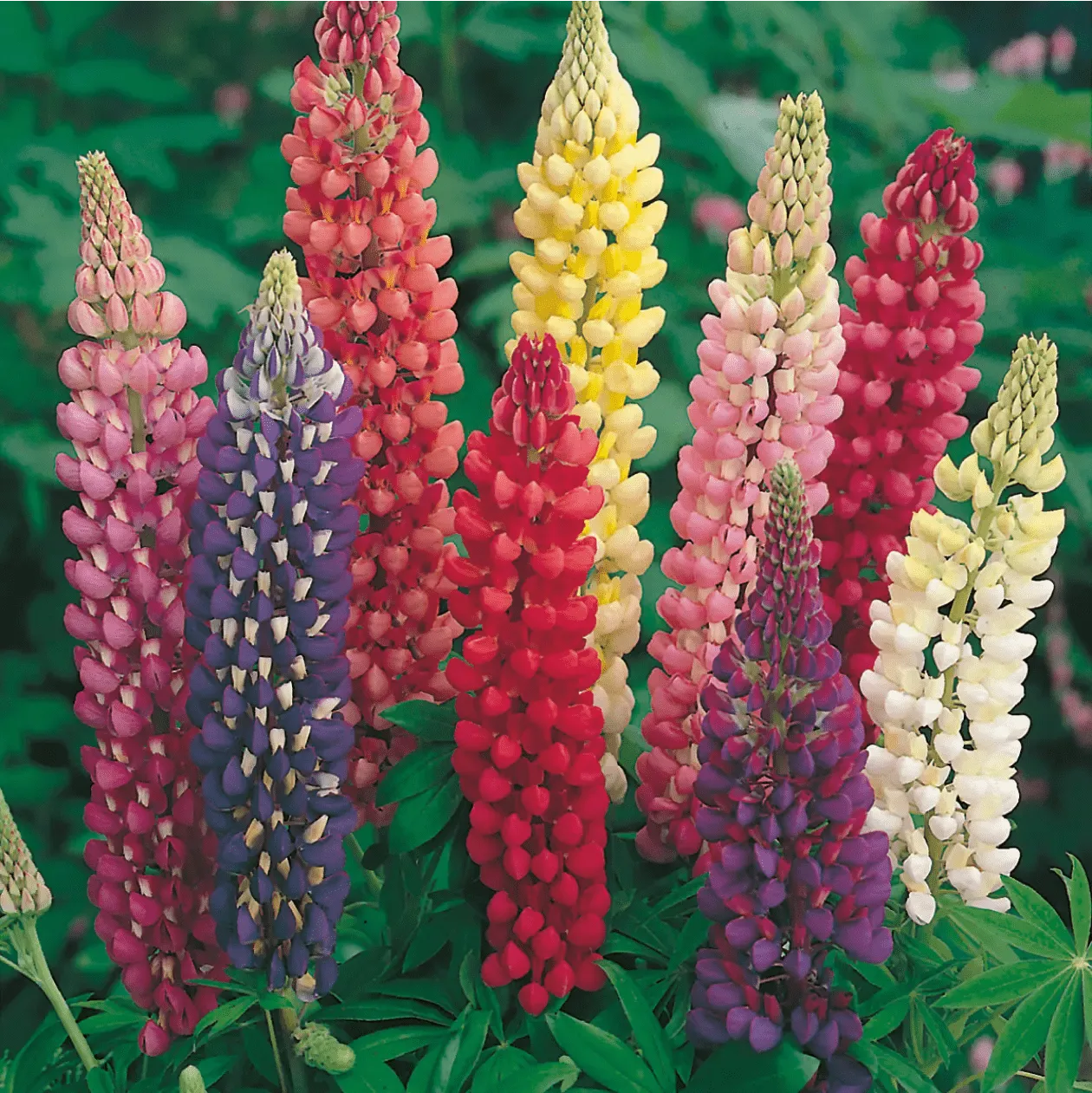World Botanics Lupine Russell Mixed bloemzaden gemengd bijen