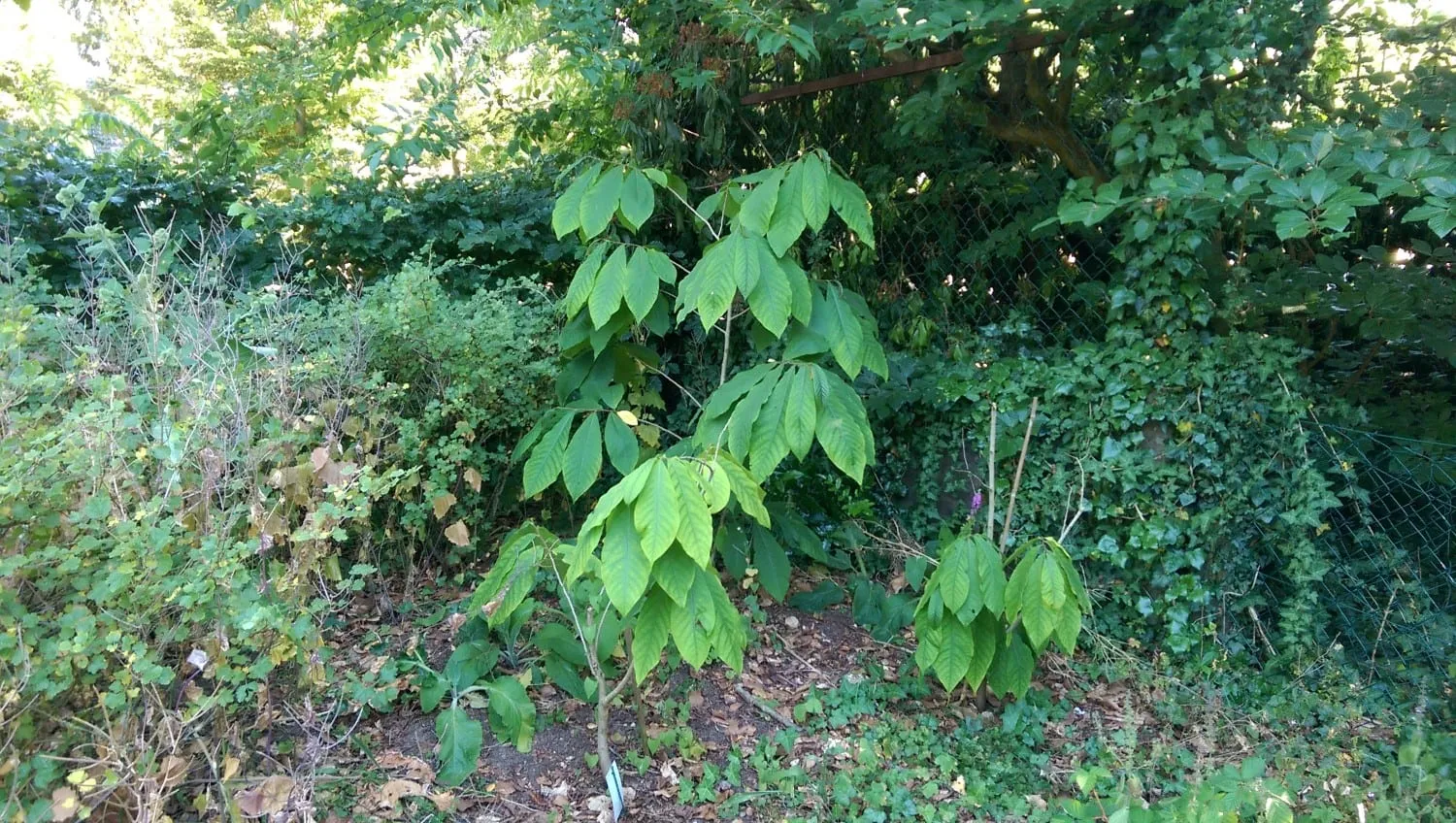De Tuinen van MergenMetz Gewone Pawpaw plant 20-30 cm