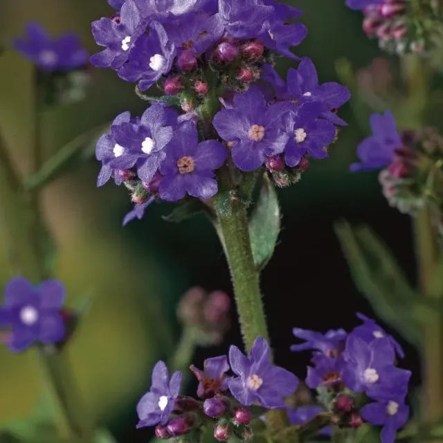 World Botanics Anchusa Blue Angel zaden blauw