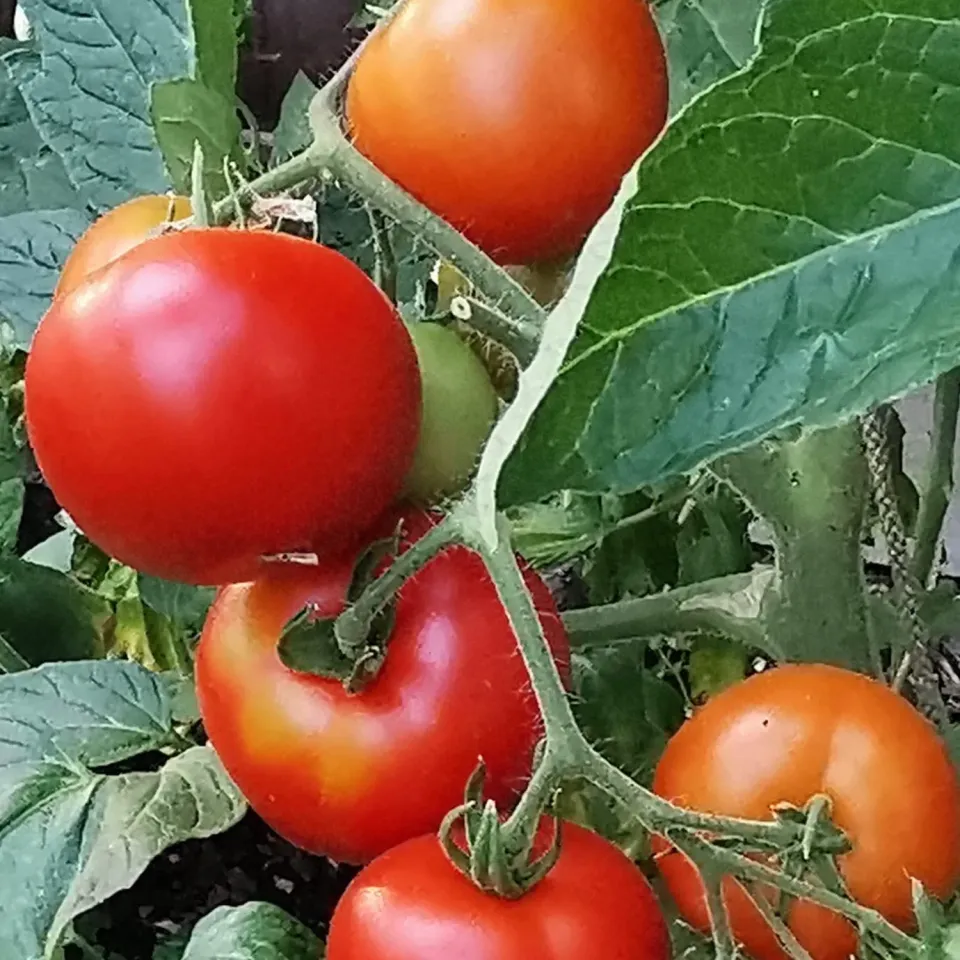 De Tuinen van MergenMetz Best of All tomatenzaden ca. 15 oud ras