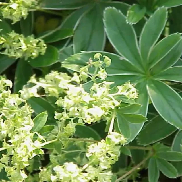 MediGran Vrouwenmantel Alchemilla xanthochlora zaden onbespoten