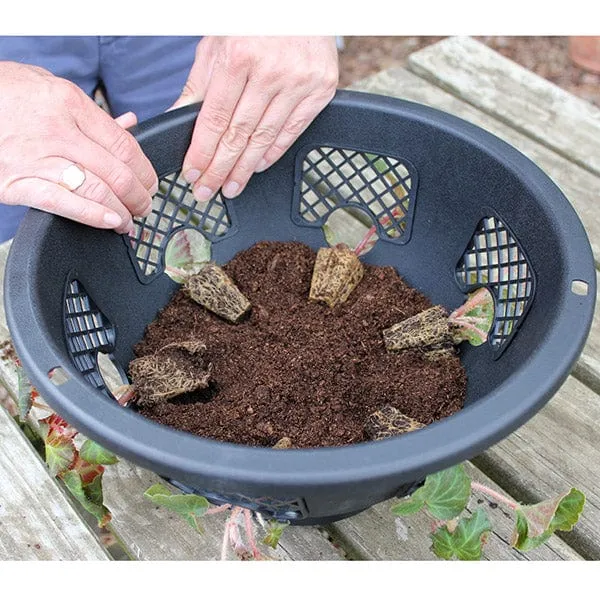 World Botanics Easi Plant hangmand 12 inch 2 stuks