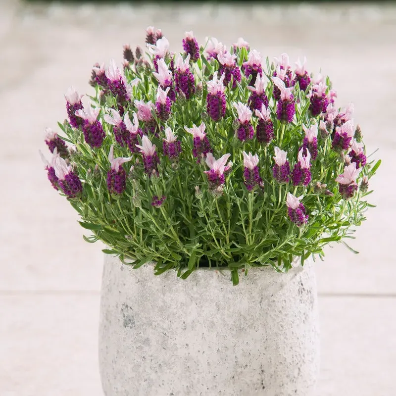 World Botanics Lavendula Stoechas Franse lavendelplanten roze