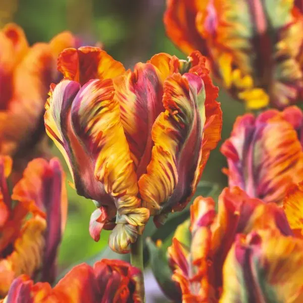 World Botanics Rasta Parrot tulp bloembollen 15 stuks