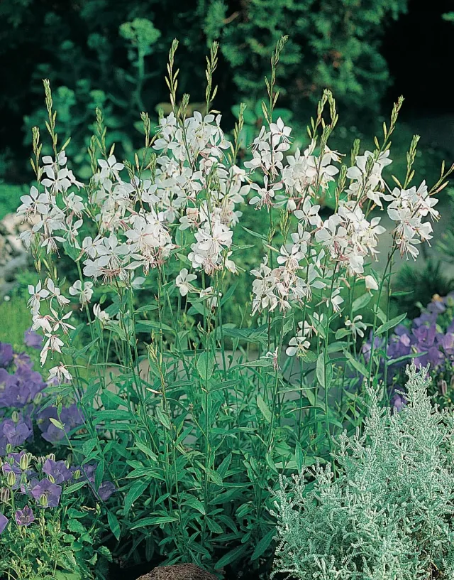 World Botanics The Bride gaura zaden wit 1 pak