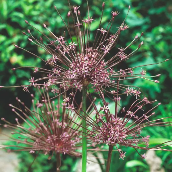 World Botanics Allium Schubertii bloembollen paars 5 stuks