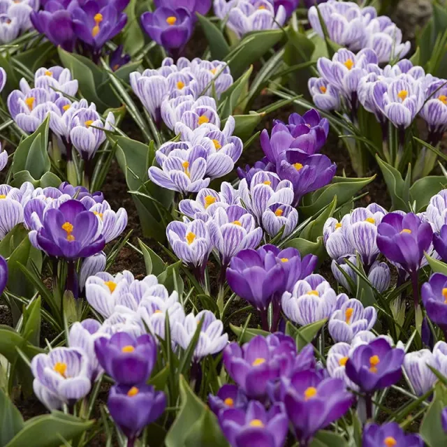 World Botanics Crocus Cool Blues bloembollen 50 stuks blauw