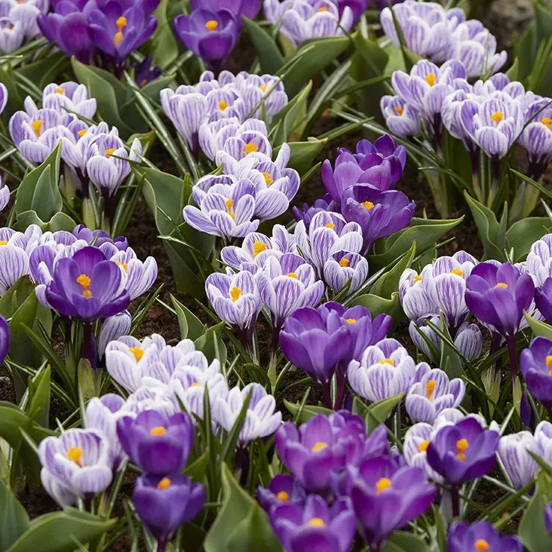 World Botanics Crocus Cool Blues bloembollen 50 stuks blauw