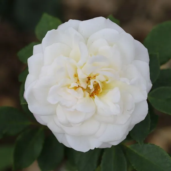 World Botanics Shrub Rose Trio kale wortel rozen geurend