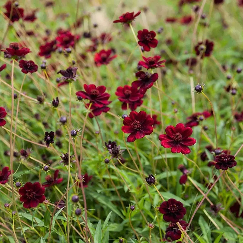 World Botanics Cosmos Chocamocha planten 3 stuks bruin