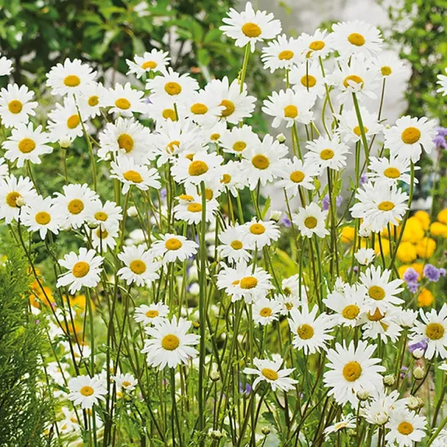 World Botanics Wilde Margriet jonge planten Oxeye Daisy 5 stuks