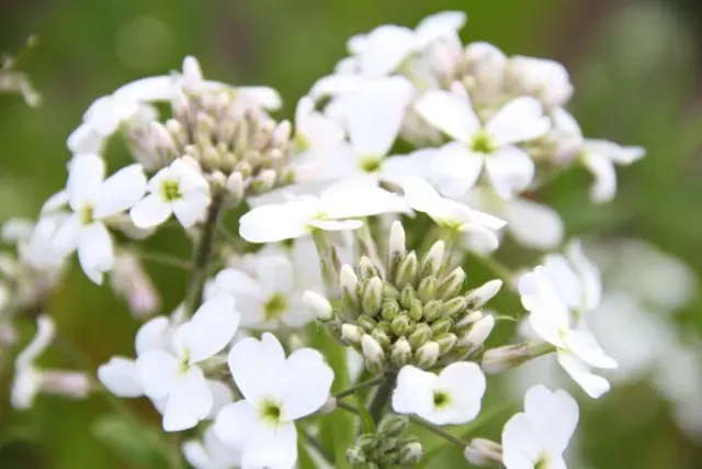 Vitale Rassen Damastbloem wit bloemzaden onbespoten