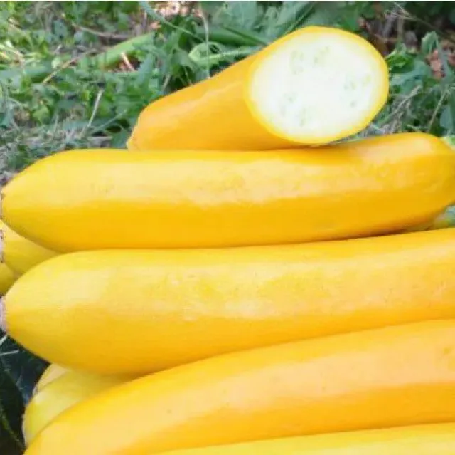 De Tuinen van MergenMetz Solara gele courgette zaden 15 stuks zaadvast