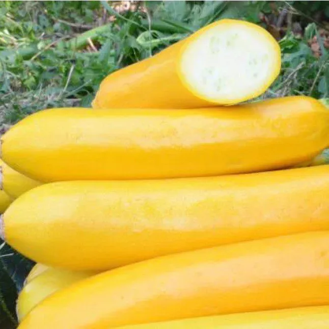 De Tuinen van MergenMetz Solara gele courgette zaden 15 stuks zaadvast