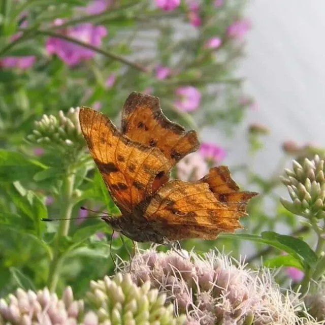 MediGran Ruigteflora NRN-10 nectar zaden bijenmengsel