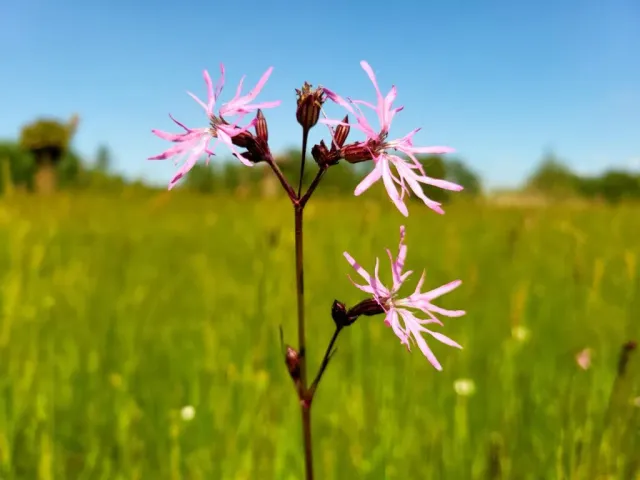 MediGran Silene flos-cuculi Echte koekoeksbloem zaden