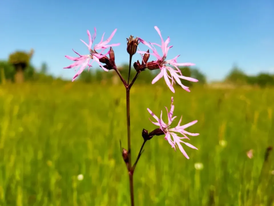 MediGran Silene flos-cuculi Echte koekoeksbloem zaden