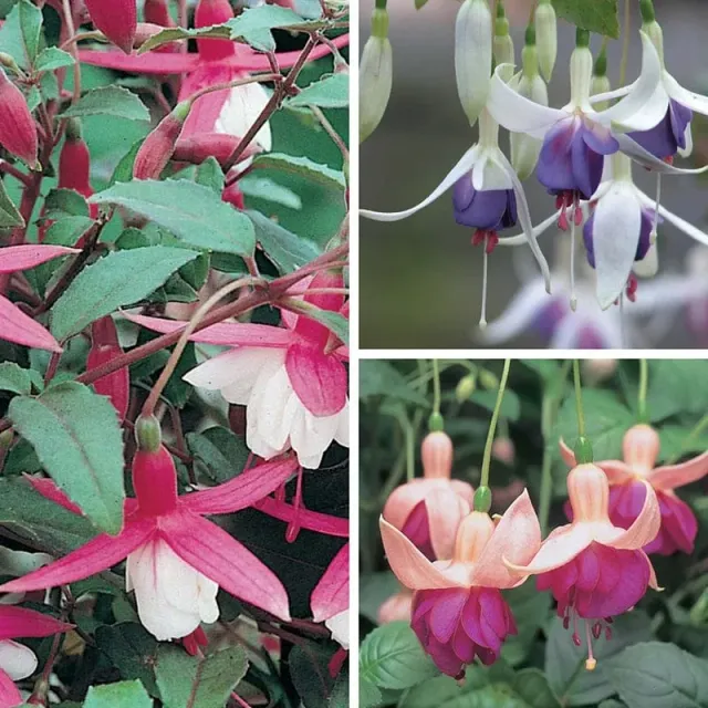 World Botanics Fuchsia Hardy Collection jonge planten 15 stuks