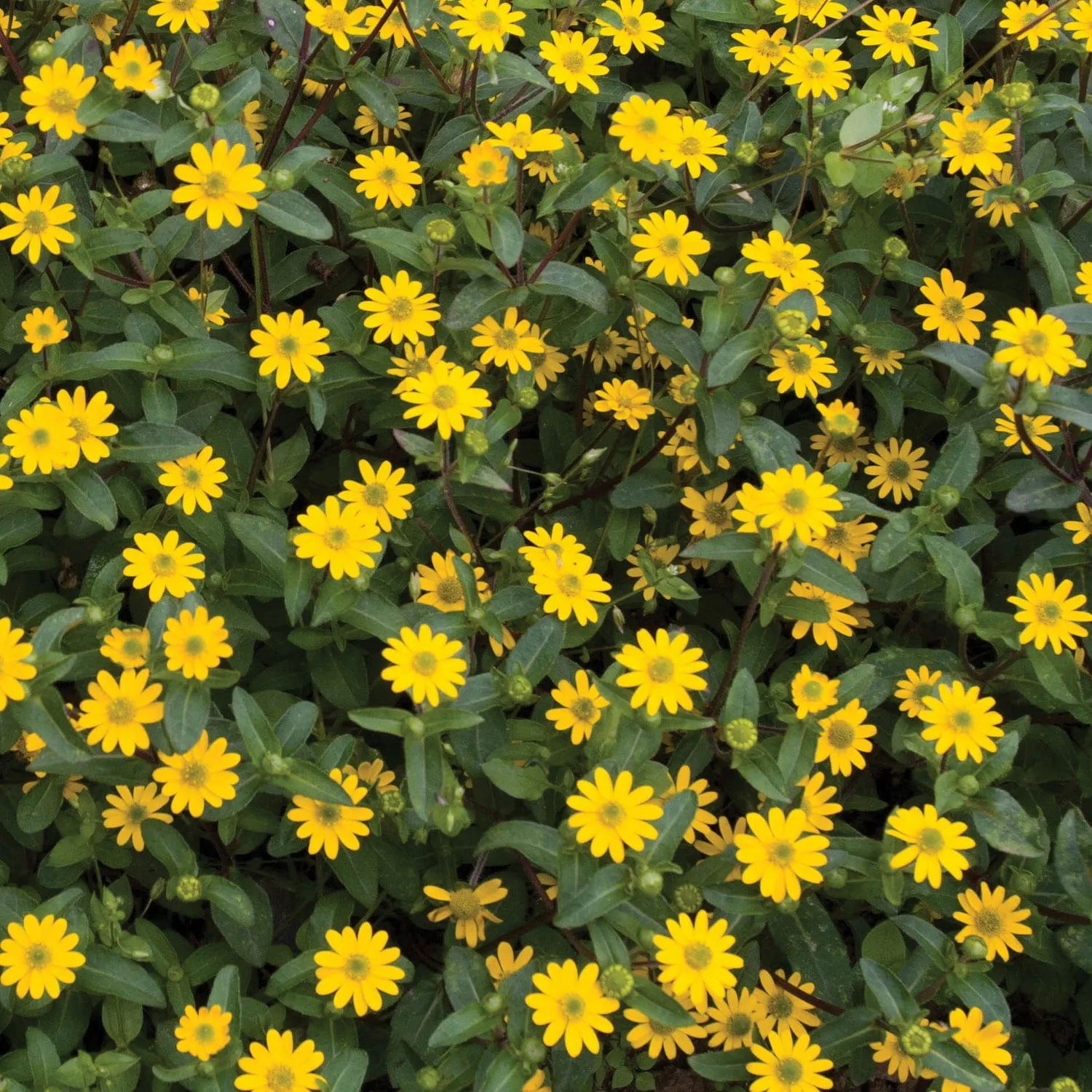 World Botanics Sanvitalia Procumbens gele bloemzaden