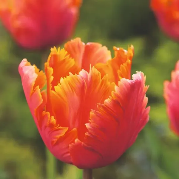 World Botanics Amazing Parrot tulp bloembollen 15 stuks