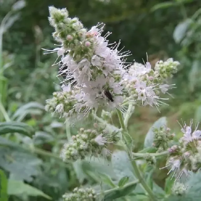 MediGran Mentha longifolia hertsmunt zaden onbespoten
