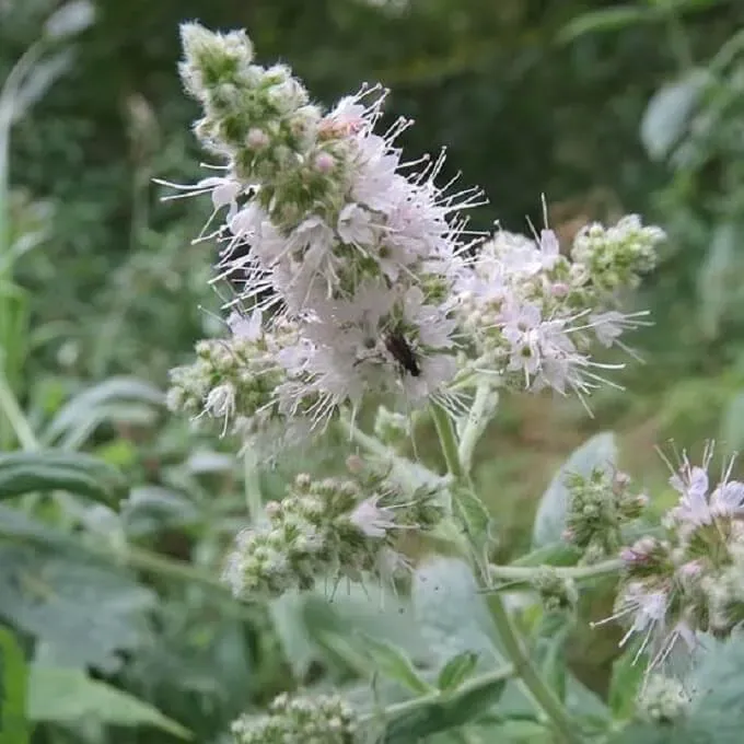 MediGran Mentha longifolia hertsmunt zaden onbespoten