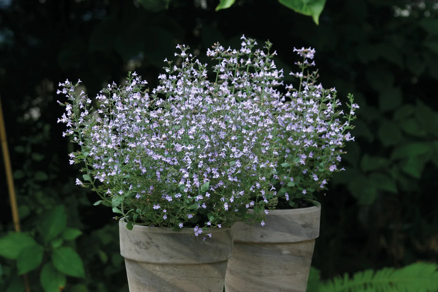 Johnsons Marvelette Blue calamintha zaden