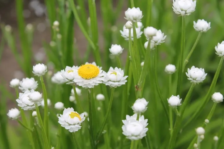 Vitale Rassen Zadenbox Droogbloemen bloemzaden set onbespoten