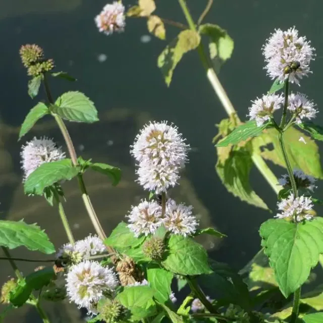 MediGran Mentha aquatica watermunt zaden onbespoten