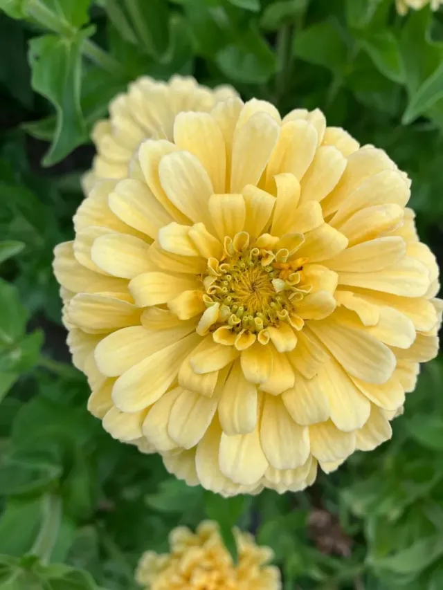 Vitale Rassen Zinnia Isabellina Creamy Yellow zaden onbespoten