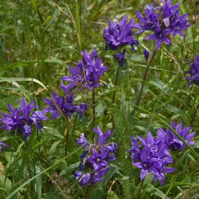MediGran Campanula glomerata zaden kluwenklokje inheems