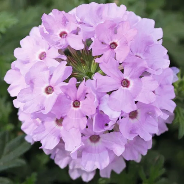 World Botanics Verbena Vectura perkplanten 15 stuks mix