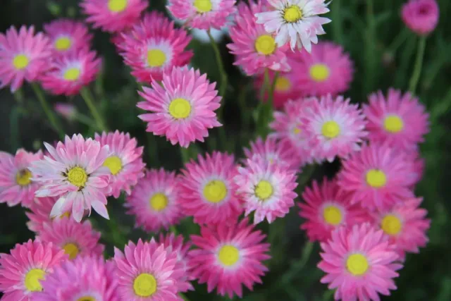 Vitale Rassen Zonnestrobloem Mix zaden onbespoten