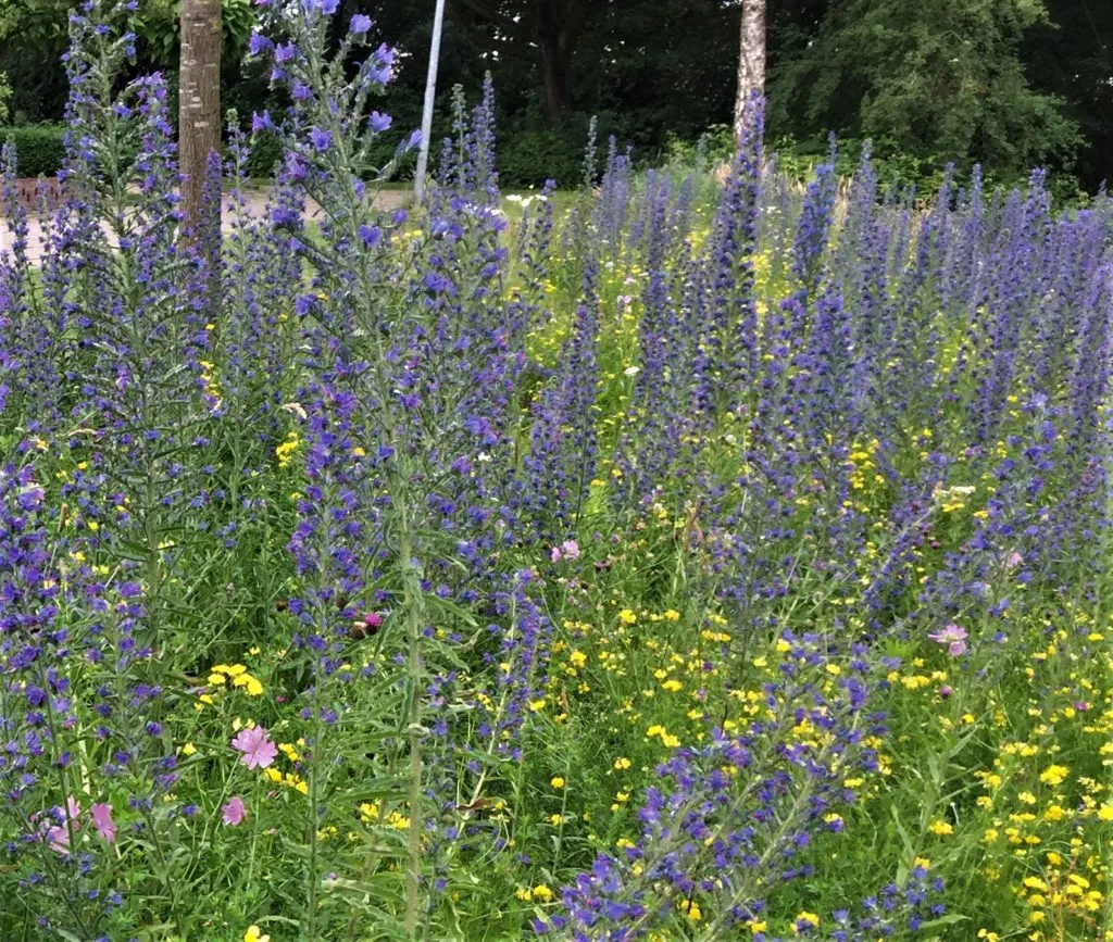 MediGran Echium vulgare Slangenkruid zaden onbespoten