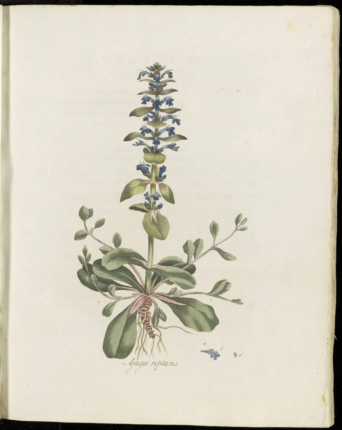 De Tuinen van MergenMetz Ajuga reptans Kruipend Zenegroen zaden wintergroen