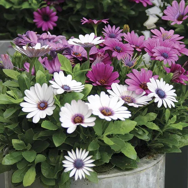 World Botanics Akila Berries and Cream perkplant 15 stuks bijvriendelijk