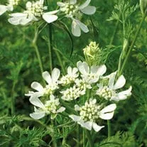 World Botanics Orlaya Grandiflora zaden wit eenjarig