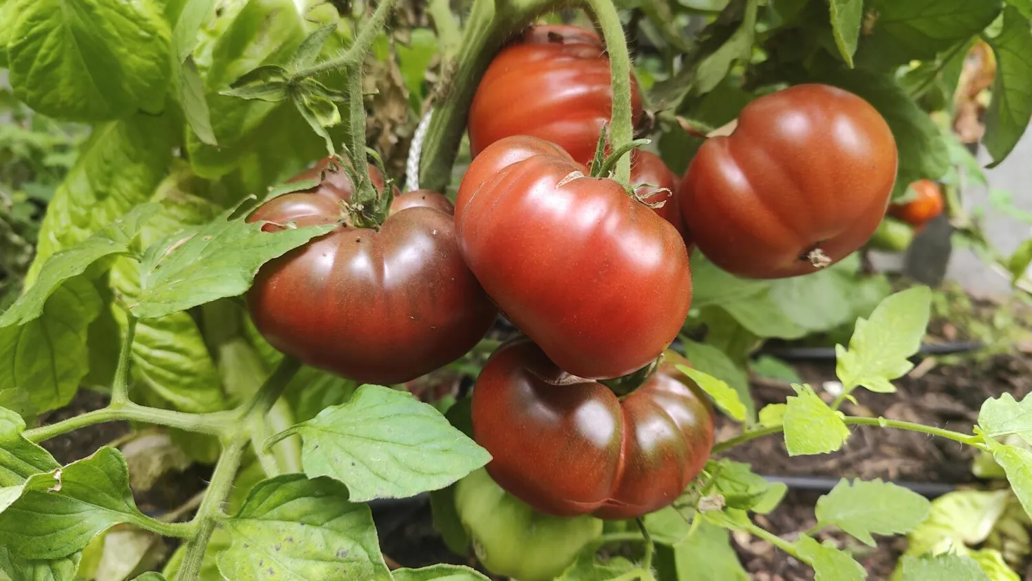 De Tuinen van MergenMetz Zwarte Russische tomatenzaden 15 zaden vleestomaat