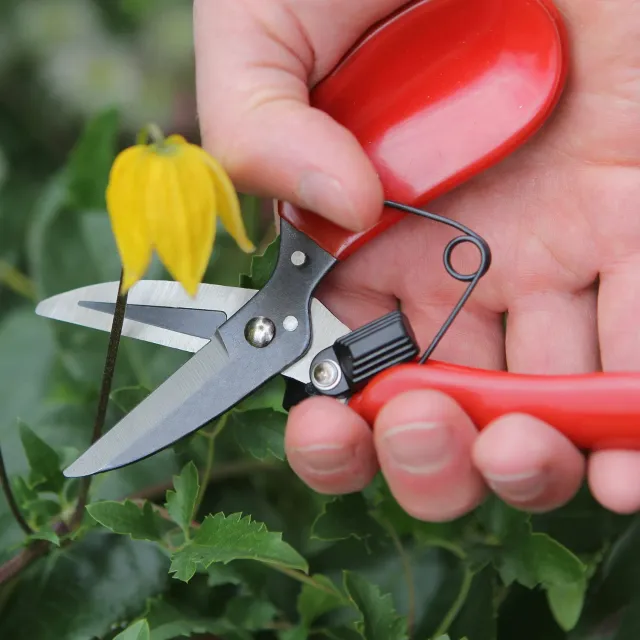 World Botanics Darlac Floral Shear bloemenschaar 5 mm