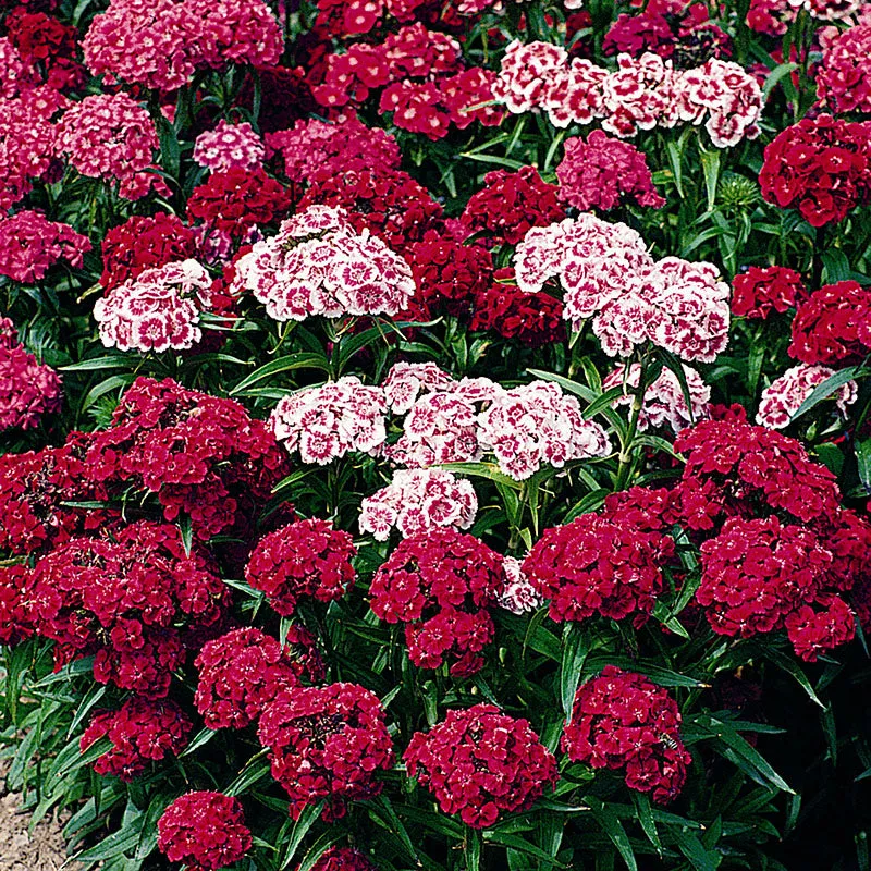 World Botanics Sweet William Messenger Mix duizendschoon 15 stuks