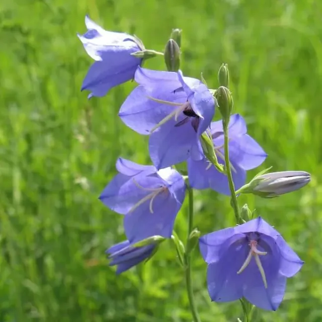 MediGran Campanula persicifolia prachtklokje zaden onbespoten