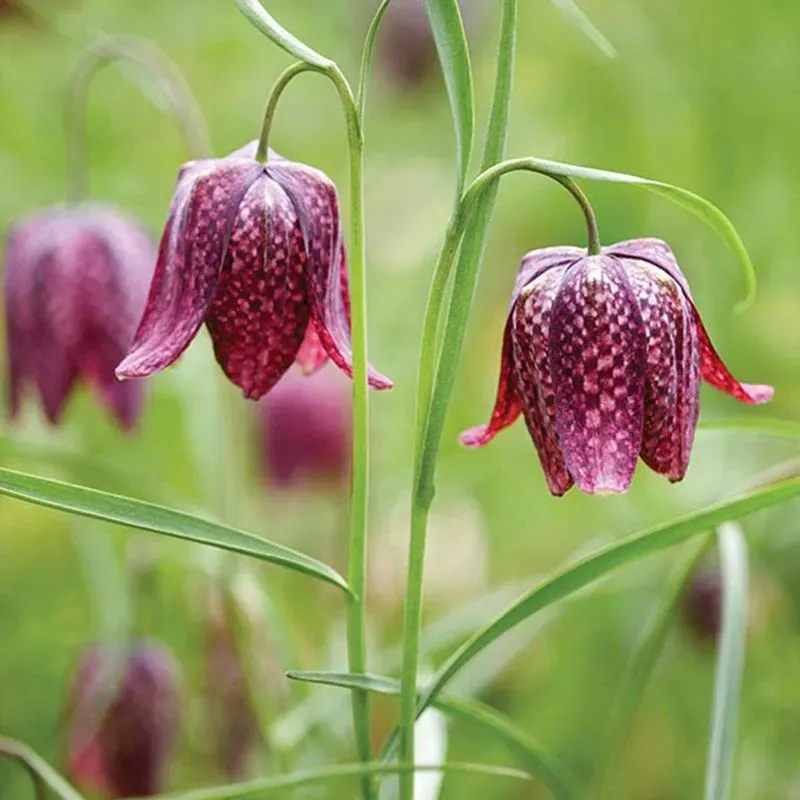 World Botanics Kievitsbloem bloembollen 15 stuks paars
