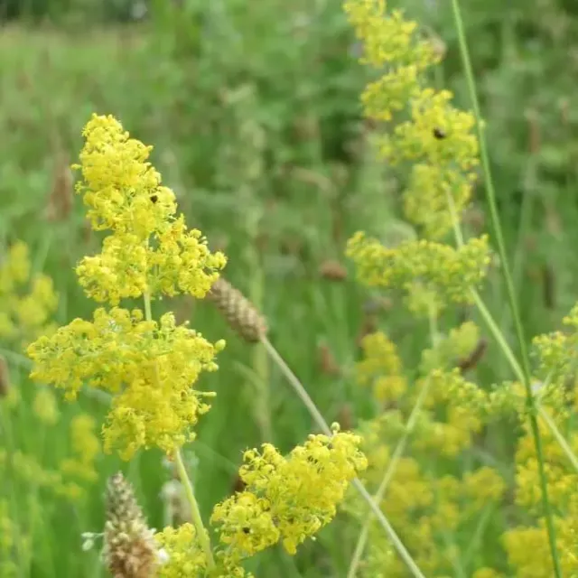MediGran Geel walstro Galium verum zaden onbespoten