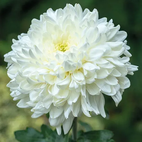 World Botanics Ja Dank chrysant jonge planten wit 5 stuks