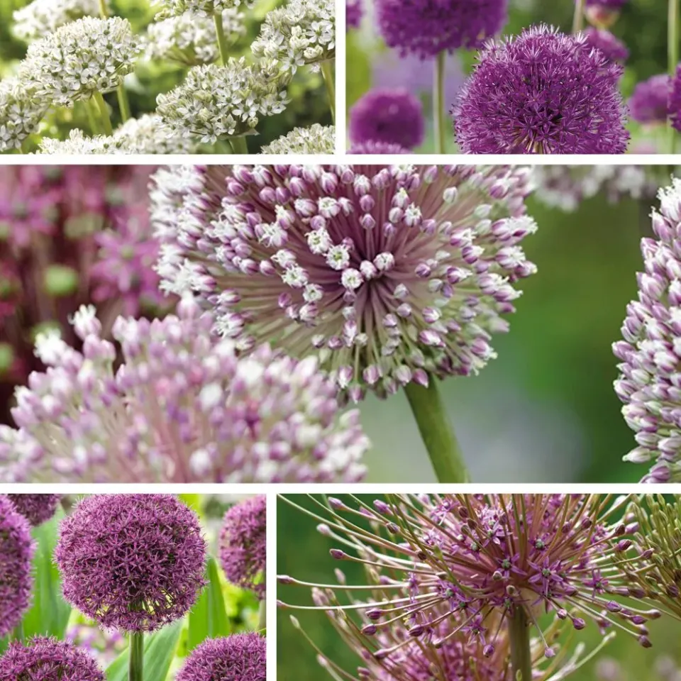 World Botanics Allium Border bloembollen 50 stuks bijen